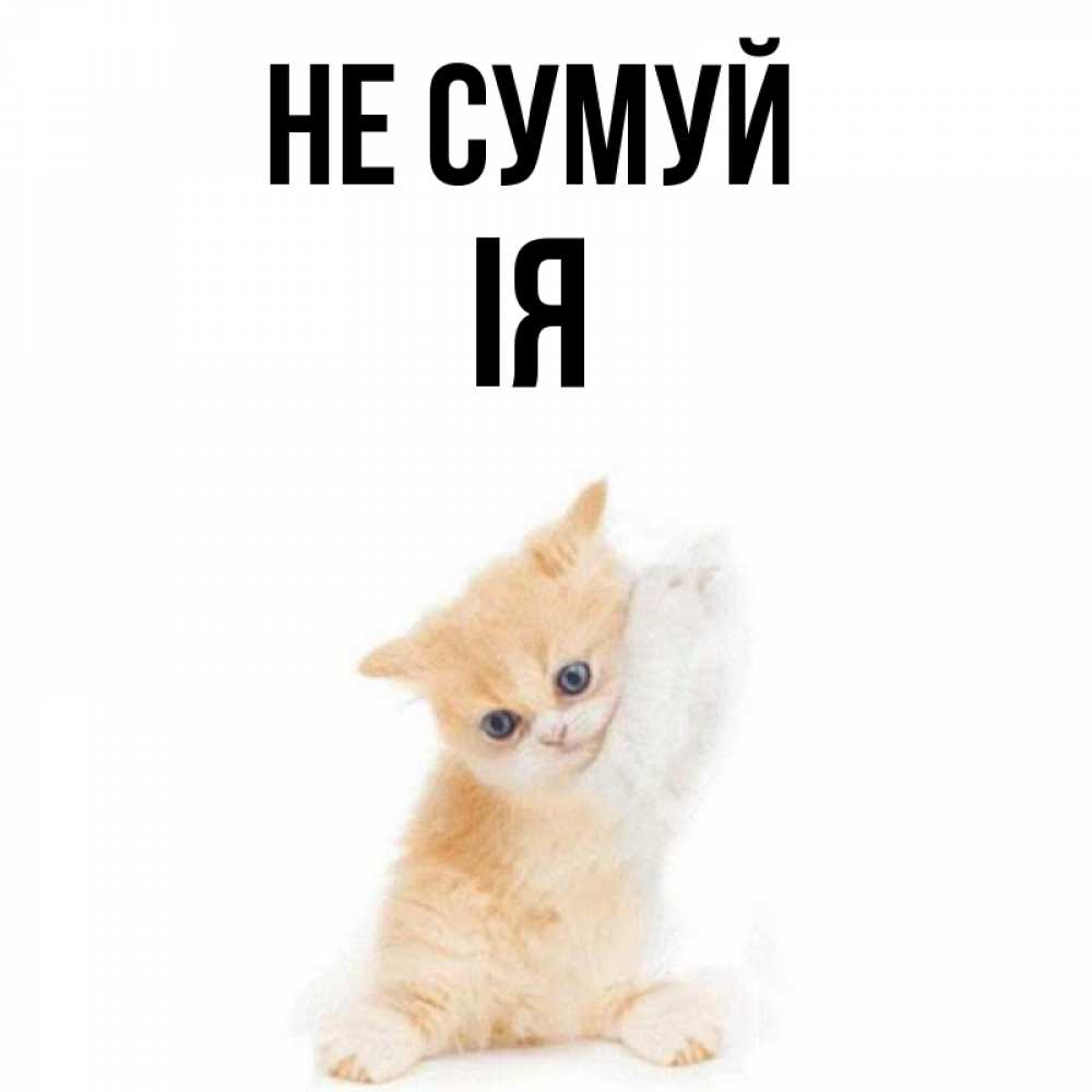 Открытка на каждый день з підписом, Ія Не сумуй просящий кот Прикольна листівка з побажанням онлайн скачати безкоштовно 