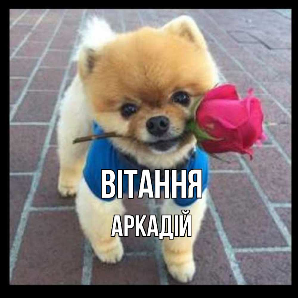 Открытка на каждый день з підписом, Аркадій Вітання роза в зубах у собаки Прикольна листівка з побажанням онлайн скачати безкоштовно 