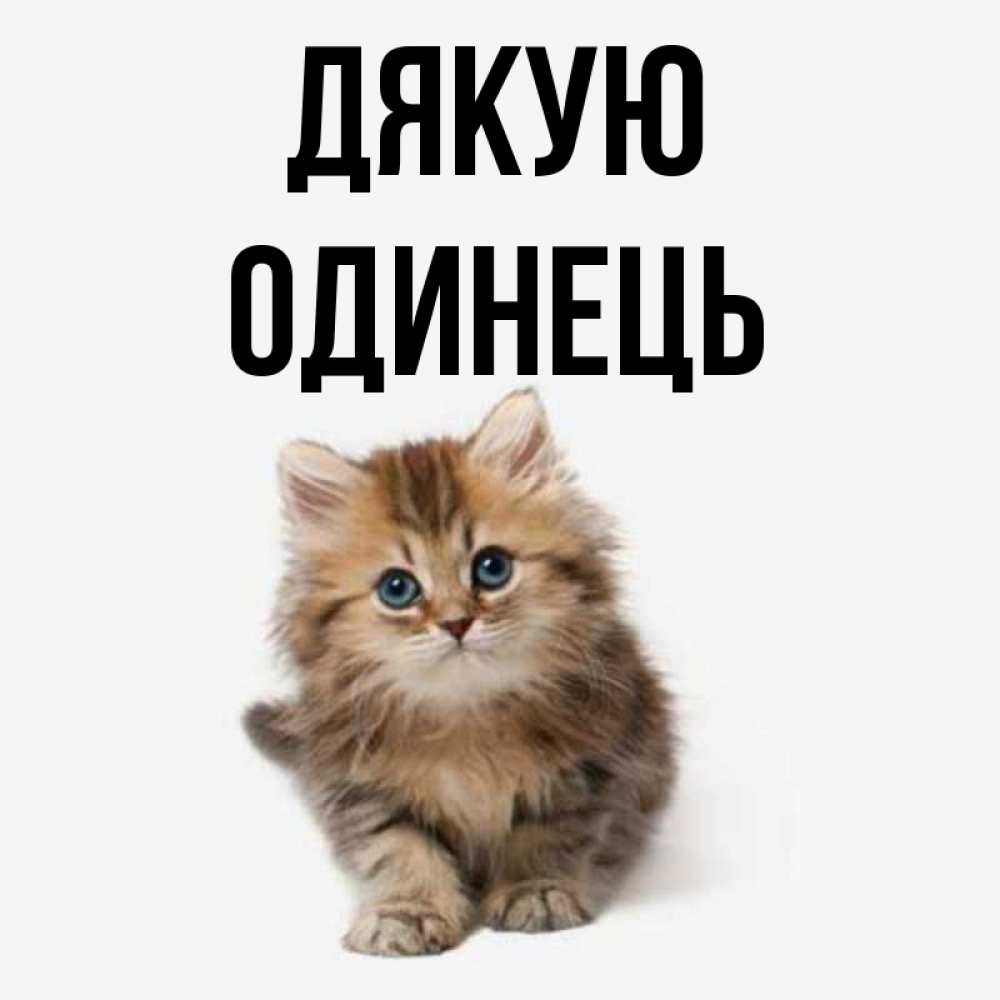 Открытка на каждый день з підписом, Одинець Дякую пушистый котик Прикольна листівка з побажанням онлайн скачати безкоштовно 