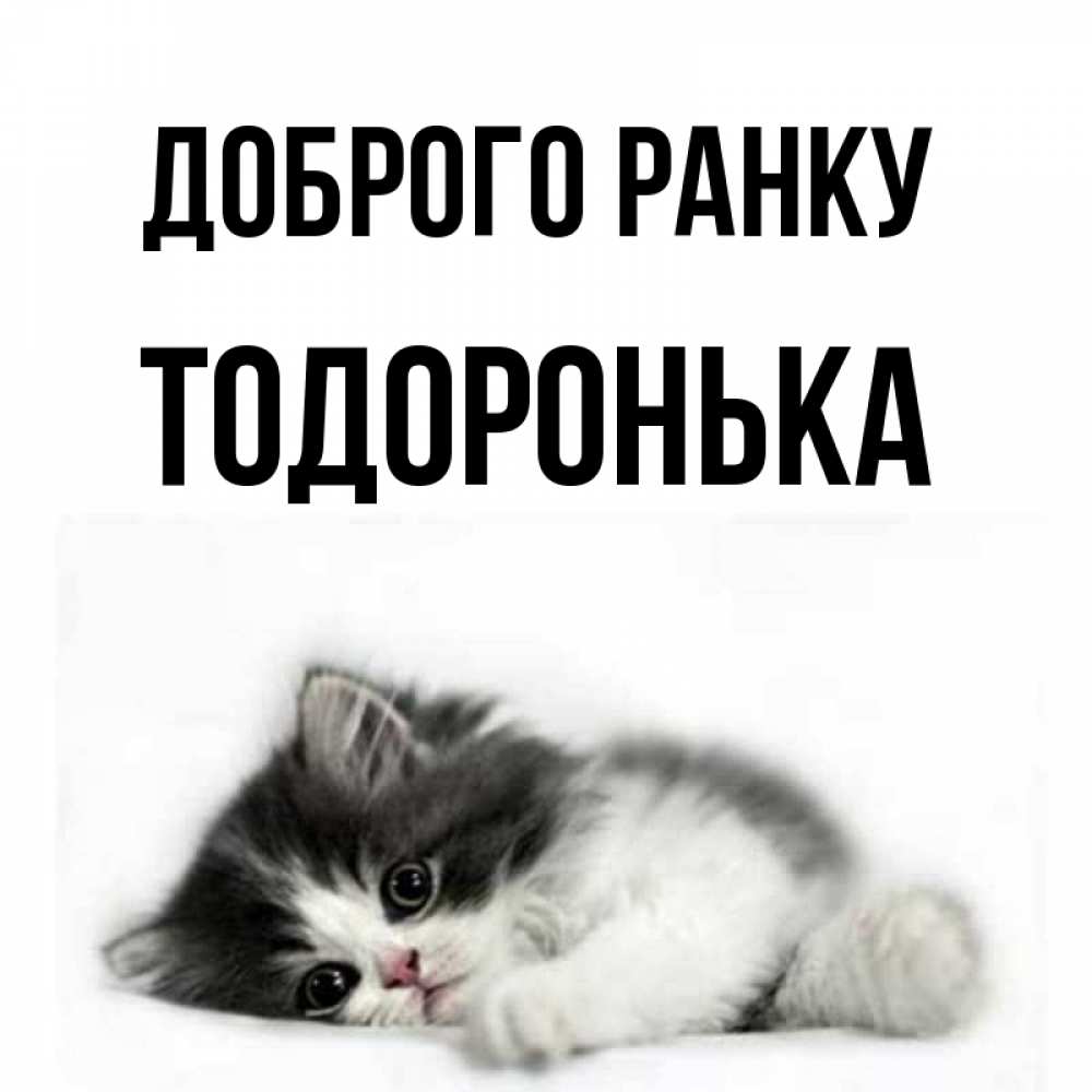 Открытка на каждый день з підписом, Тодоронька Доброго ранку кот лапки Прикольна листівка з побажанням онлайн скачати безкоштовно 
