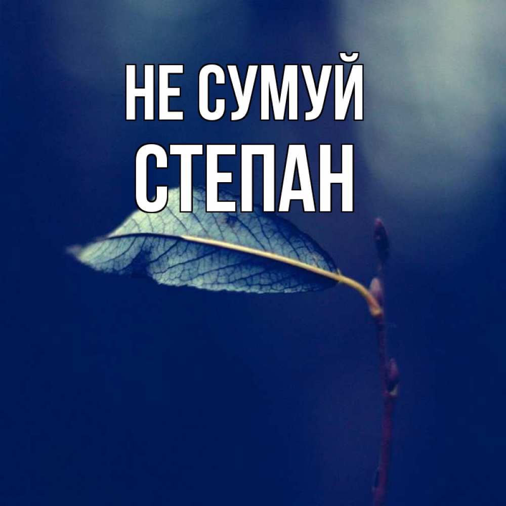Открытка на каждый день з підписом, Степан Не сумуй растение Прикольна листівка з побажанням онлайн скачати безкоштовно 
