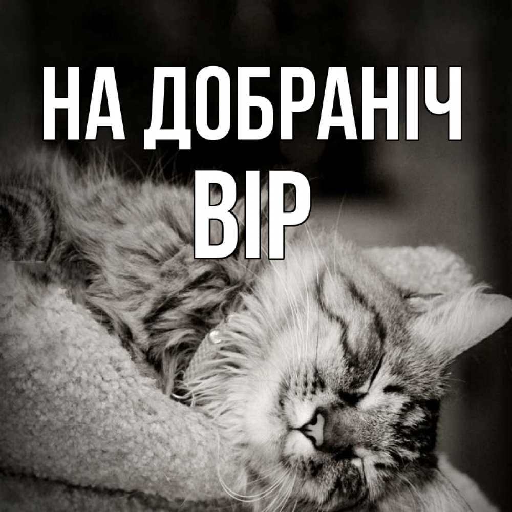 Открытка на каждый день з підписом, Вір На добраніч котярик пушистый Прикольна листівка з побажанням онлайн скачати безкоштовно 