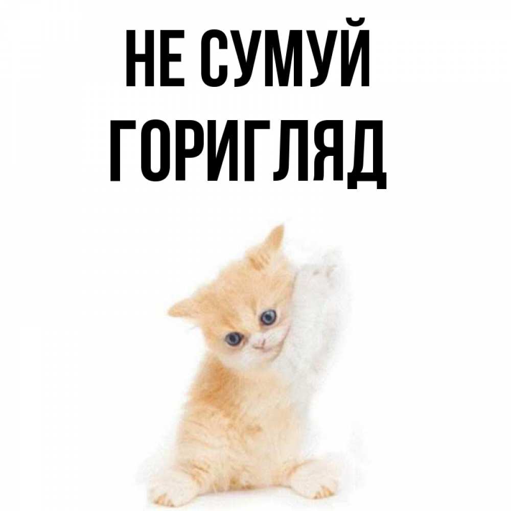 Открытка на каждый день з підписом, Горигляд Не сумуй просящий кот Прикольна листівка з побажанням онлайн скачати безкоштовно 