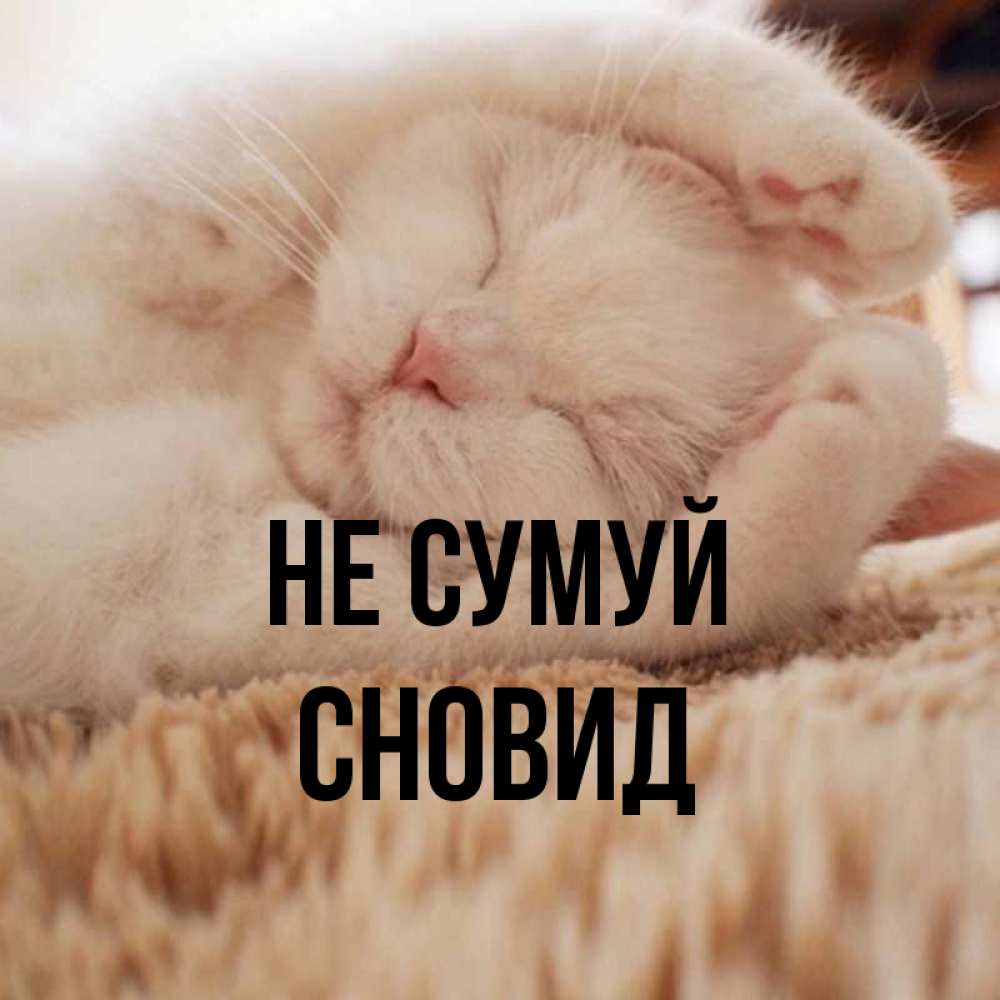 Открытка на каждый день з підписом, Сновид Не сумуй Котенок спит Прикольна листівка з побажанням онлайн скачати безкоштовно 