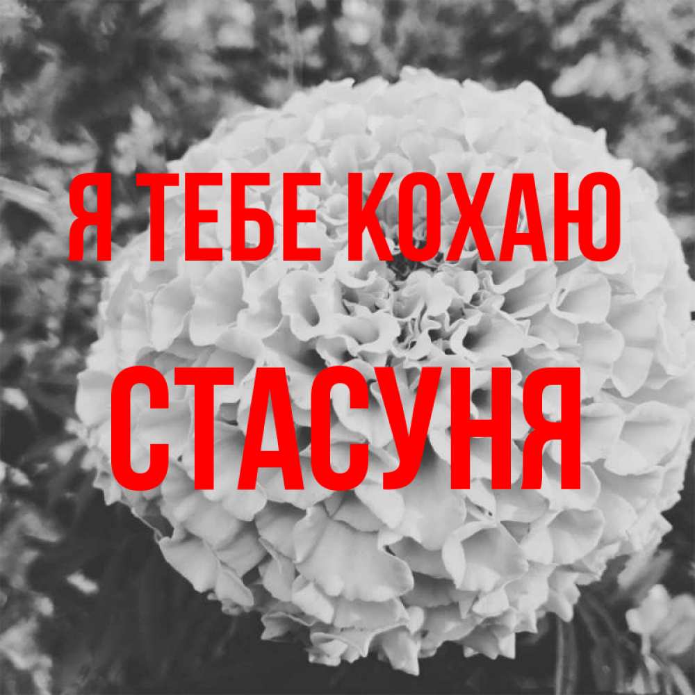 Открытка на каждый день з підписом, Стасуня Я тебе кохаю подпись Прикольна листівка з побажанням онлайн скачати безкоштовно 