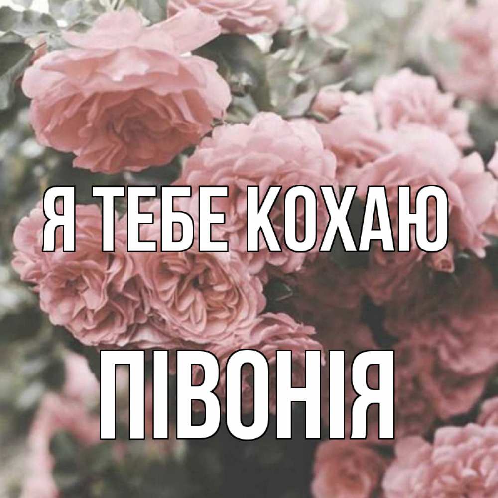 Открытка на каждый день з підписом, Півонія Я тебе кохаю розы 3 Прикольна листівка з побажанням онлайн скачати безкоштовно 