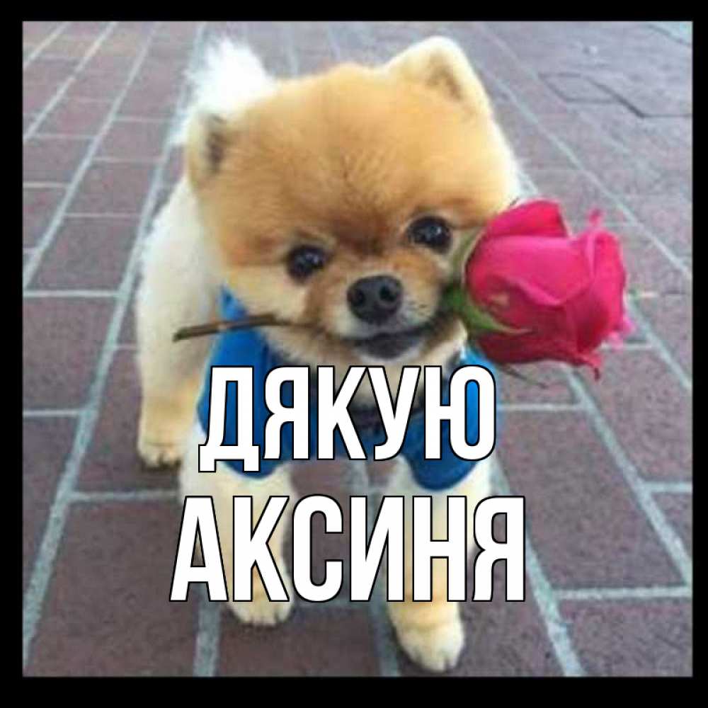 Открытка на каждый день з підписом, Аксиня Дякую спасибо и дарю тебе цветок Прикольна листівка з побажанням онлайн скачати безкоштовно 