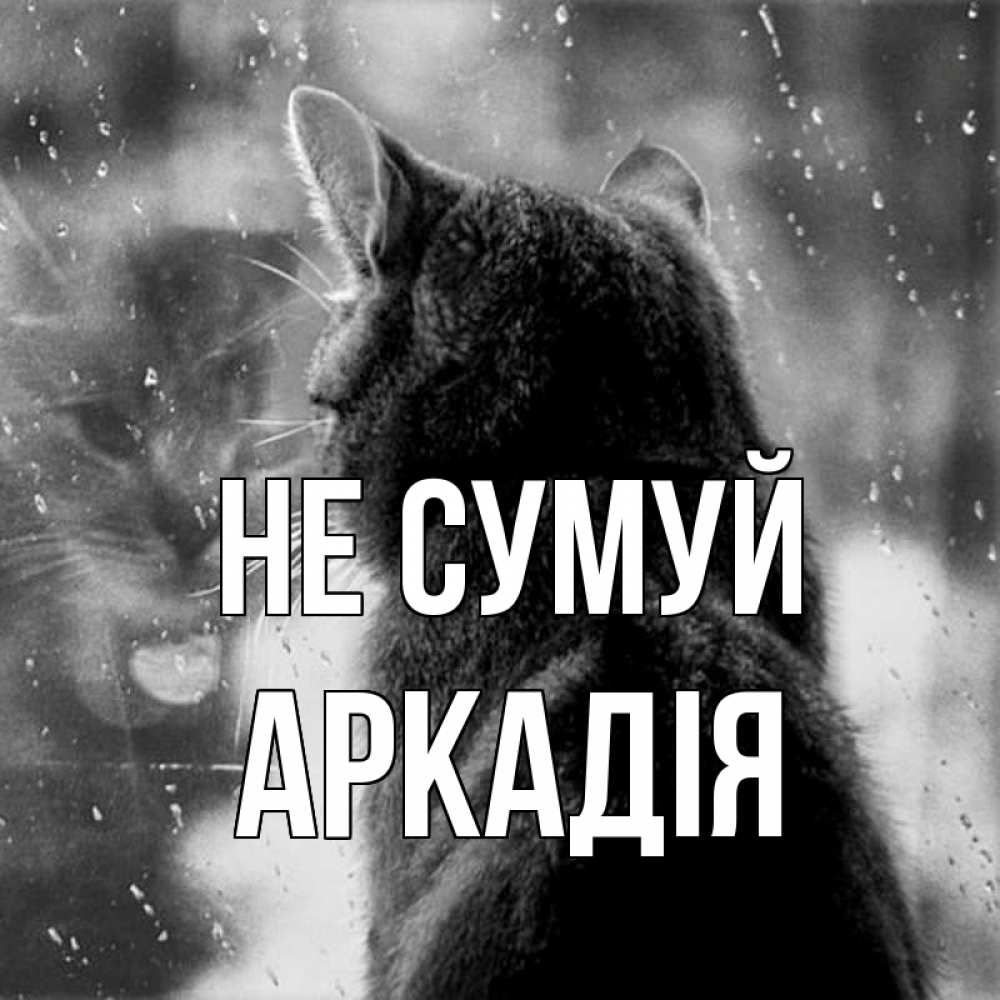 Открытка на каждый день з підписом, Аркадія Не сумуй отражение кота 1 Прикольна листівка з побажанням онлайн скачати безкоштовно 