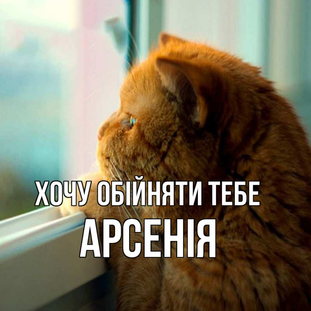 Открытка на каждый день з підписом, Арсенія Хочу обійняти тебе большой огромный рыжий котяра Прикольна листівка з побажанням онлайн скачати безкоштовно 