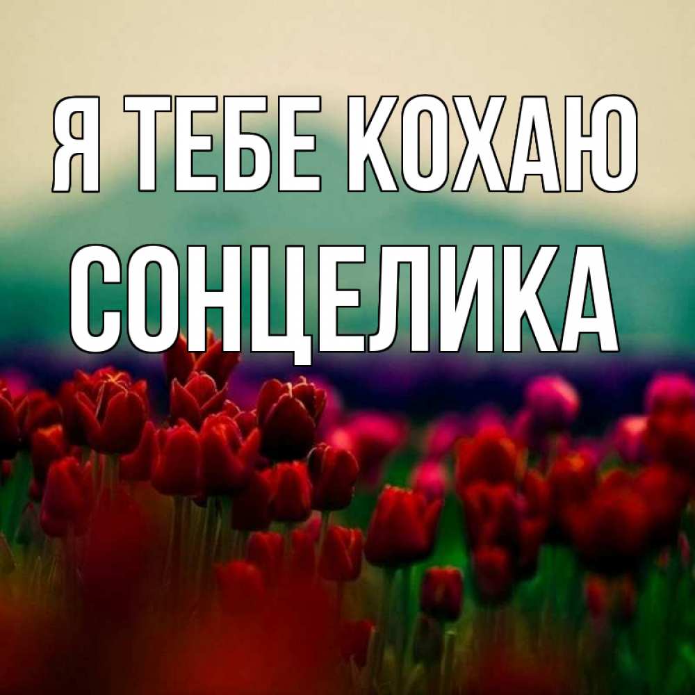 Открытка на каждый день з підписом, Сонцелика Я тебе кохаю тюльпаны 4 Прикольна листівка з побажанням онлайн скачати безкоштовно 