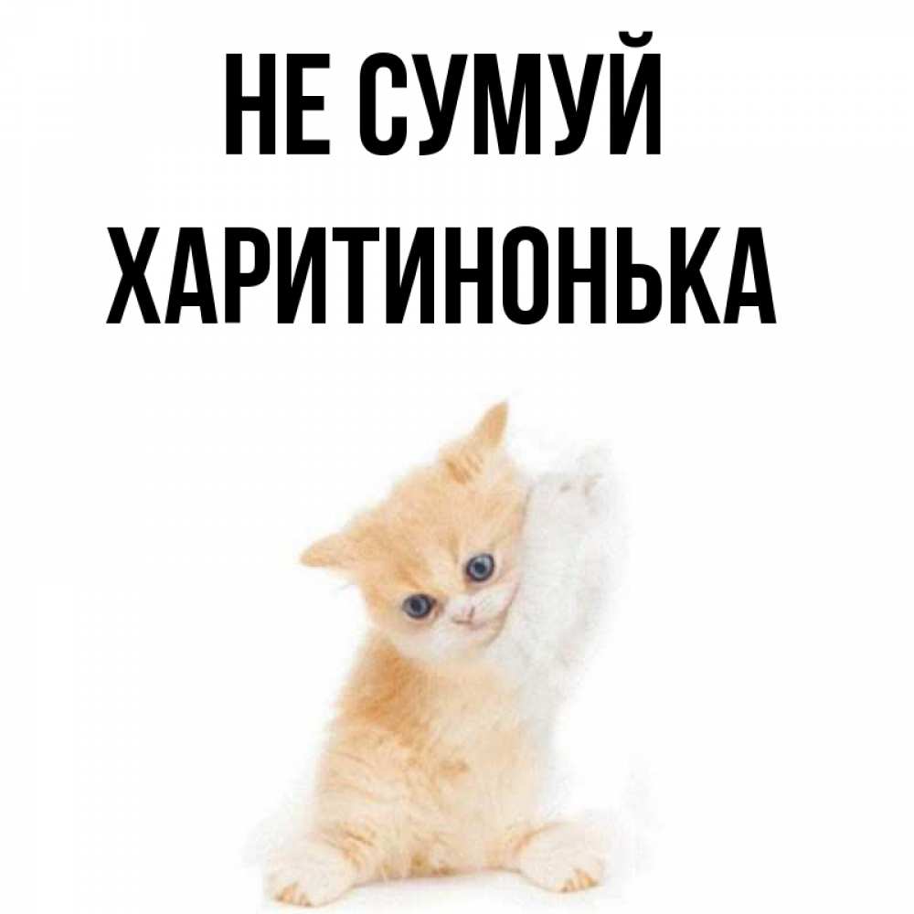 Открытка на каждый день з підписом, Харитинонька Не сумуй просящий кот Прикольна листівка з побажанням онлайн скачати безкоштовно 