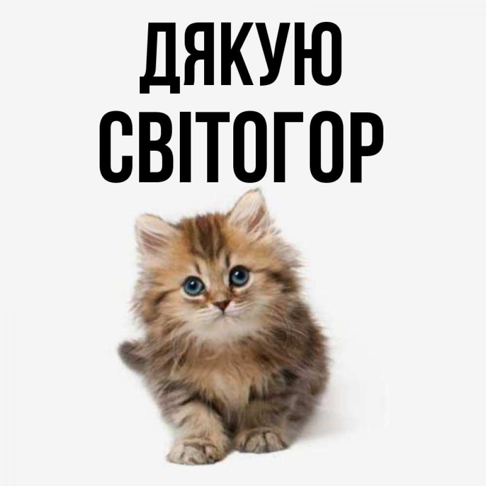 Открытка на каждый день з підписом, Світогор Дякую пушистый котик Прикольна листівка з побажанням онлайн скачати безкоштовно 