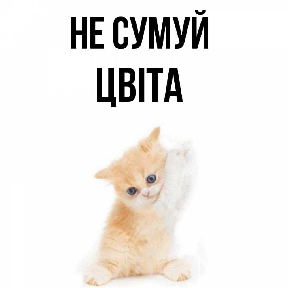 Открытка на каждый день з підписом, Цвіта Не сумуй просящий кот Прикольна листівка з побажанням онлайн скачати безкоштовно 