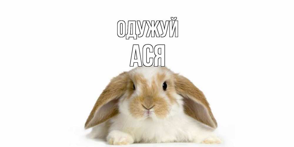Открытка на каждый день з підписом, Ася Одужуй вислоухий кролик белого и коричневого цвета Прикольна листівка з побажанням онлайн скачати безкоштовно 