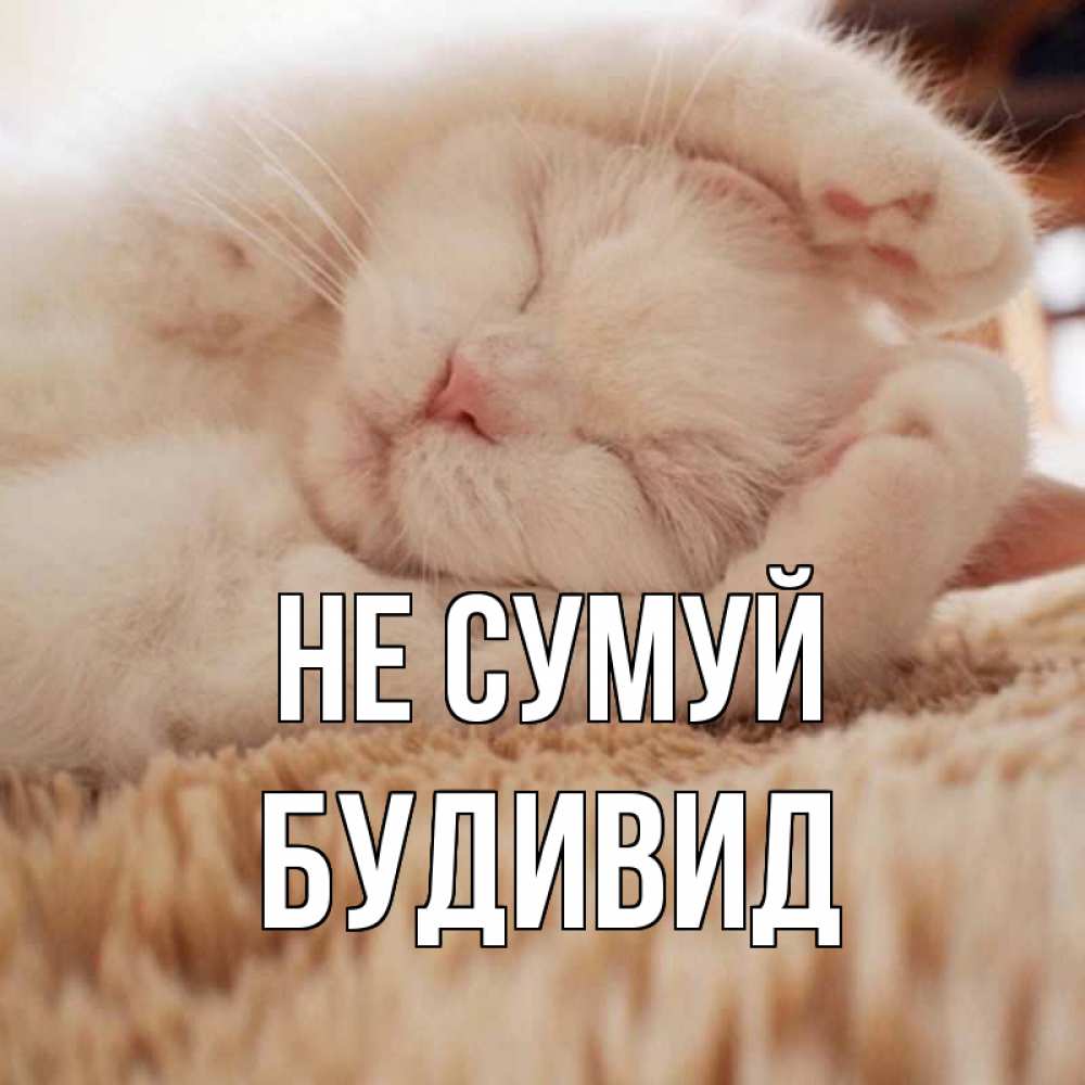 Открытка на каждый день з підписом, Будивид Не сумуй белый кот Прикольна листівка з побажанням онлайн скачати безкоштовно 