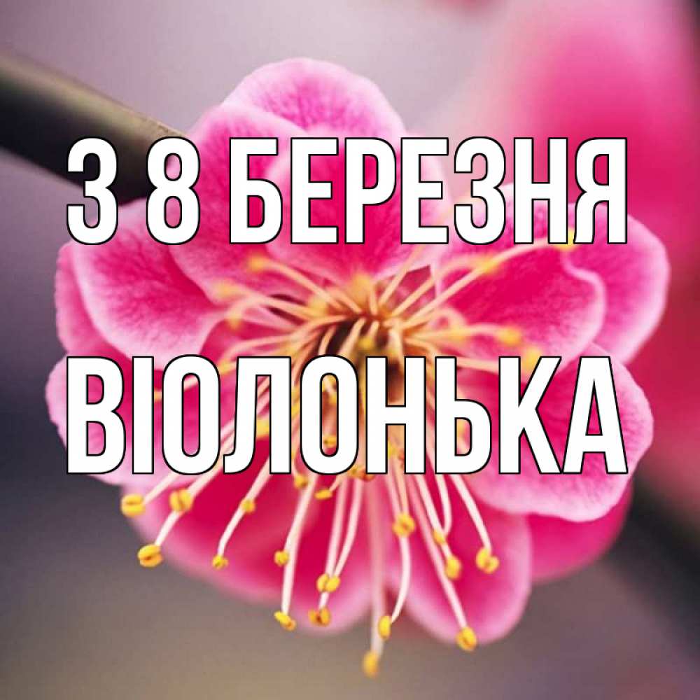 Открытка на каждый день з підписом, Віолонька З 8 БЕРЕЗНЯ цветы Прикольна листівка з побажанням онлайн скачати безкоштовно 