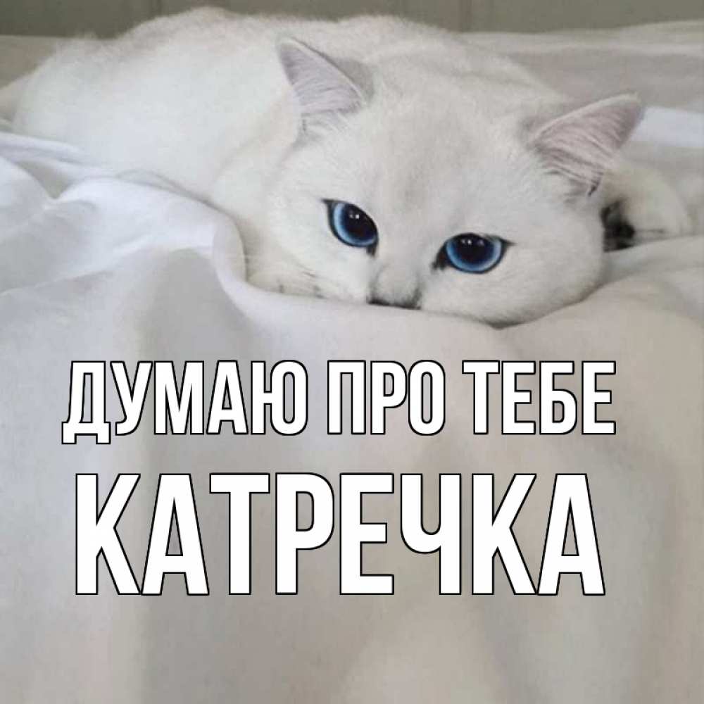 Открытка на каждый день з підписом, Катречка Думаю про тебе я очень по тебе скучаю и тоскую Прикольна листівка з побажанням онлайн скачати безкоштовно 