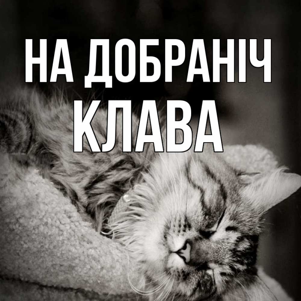 Открытка на каждый день з підписом, Клава На добраніч котярик пушистый Прикольна листівка з побажанням онлайн скачати безкоштовно 