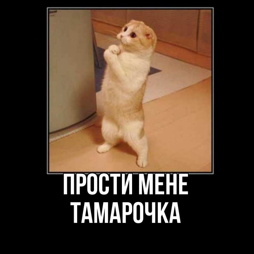 Открытка на каждый день з підписом, Тамарочка Прости мене открытка с милым несчастным котиком просящим прощения Прикольна листівка з побажанням онлайн скачати безкоштовно 