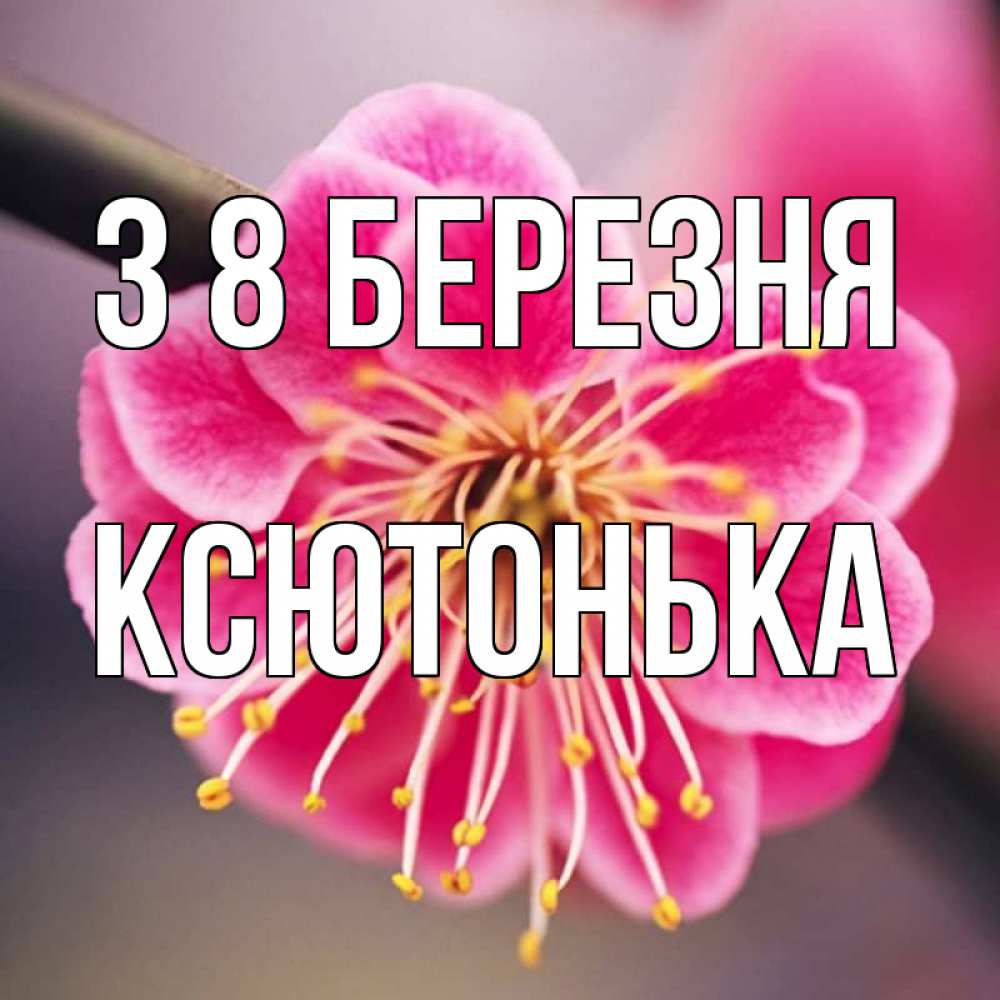 Открытка на каждый день з підписом, Ксютонька З 8 БЕРЕЗНЯ цветы Прикольна листівка з побажанням онлайн скачати безкоштовно 