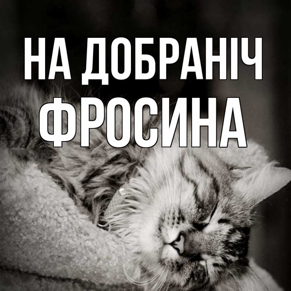 Открытка на каждый день з підписом, Фросина На добраніч котярик пушистый Прикольна листівка з побажанням онлайн скачати безкоштовно 