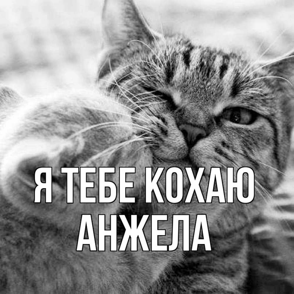 Открытка на каждый день з підписом, Анжела Я тебе кохаю коты Прикольна листівка з побажанням онлайн скачати безкоштовно 