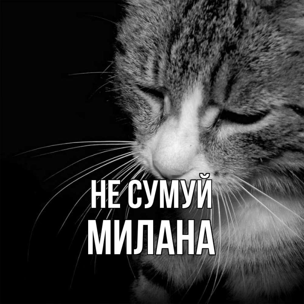 Открытка на каждый день з підписом, Милана Не сумуй грустный котик Прикольна листівка з побажанням онлайн скачати безкоштовно 