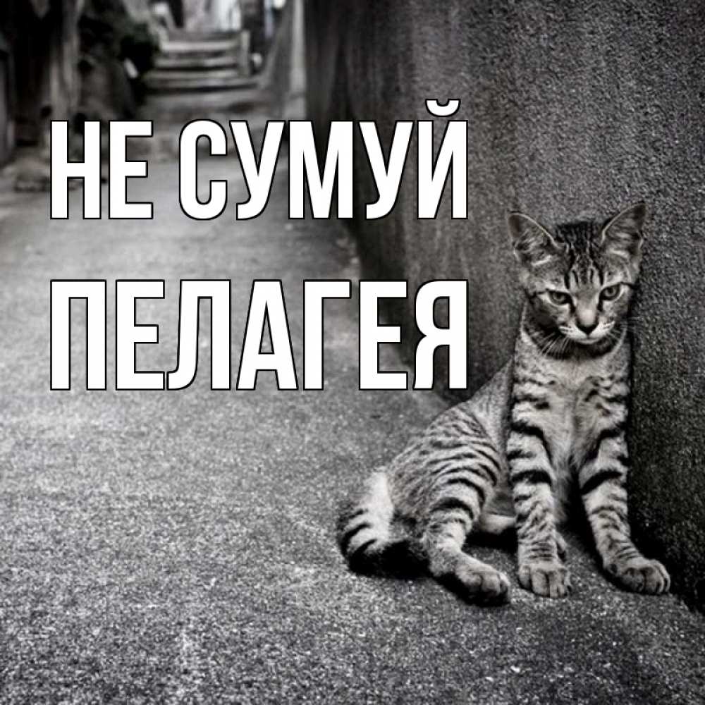 Открытка на каждый день з підписом, Пелагея Не сумуй скучающий котик Прикольна листівка з побажанням онлайн скачати безкоштовно 