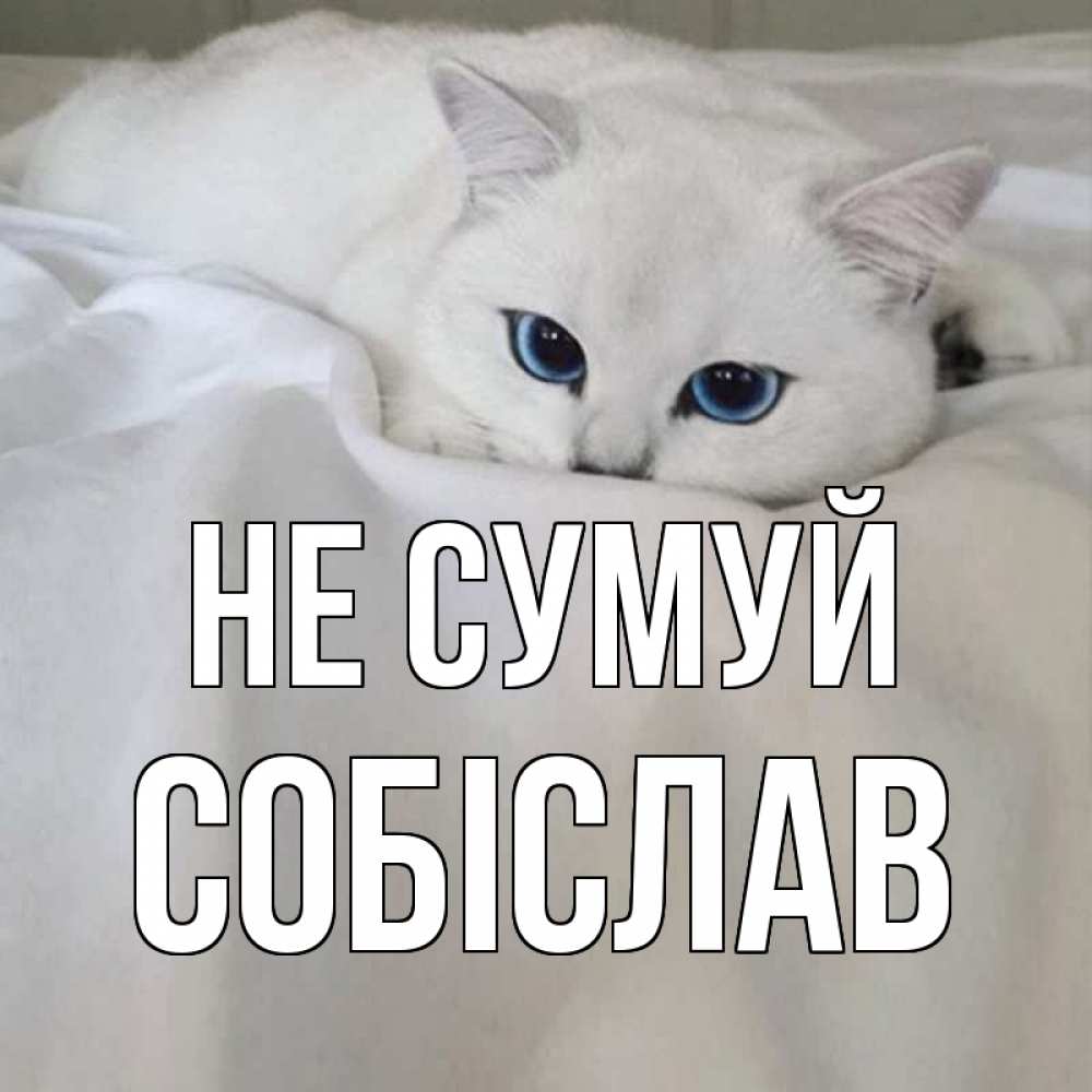 Открытка на каждый день з підписом, Собіслав Не сумуй белый кот с голубыми глазами на белоснежной кровати Прикольна листівка з побажанням онлайн скачати безкоштовно 