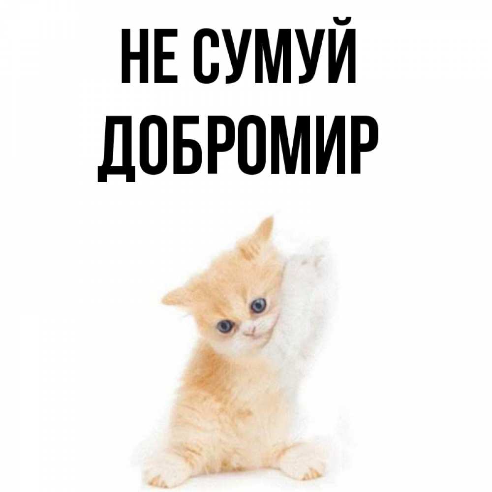 Открытка на каждый день з підписом, Добромир Не сумуй просящий кот Прикольна листівка з побажанням онлайн скачати безкоштовно 