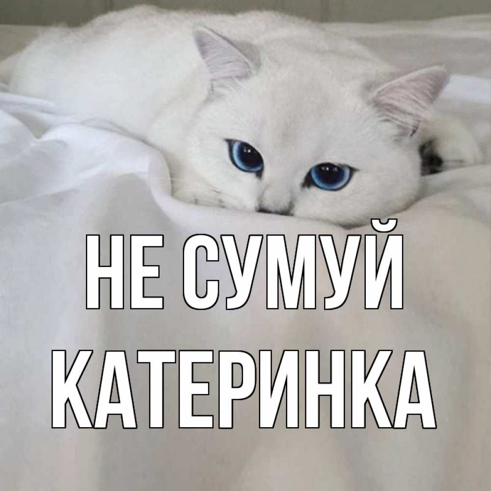 Открытка на каждый день з підписом, Катеринка Не сумуй белый кот с голубыми глазами на белоснежной кровати Прикольна листівка з побажанням онлайн скачати безкоштовно 