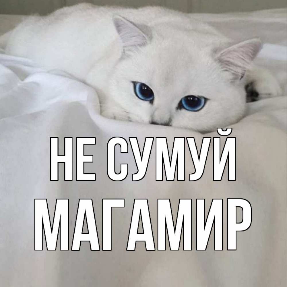 Открытка на каждый день з підписом, Магамир Не сумуй белый кот с голубыми глазами на белоснежной кровати Прикольна листівка з побажанням онлайн скачати безкоштовно 