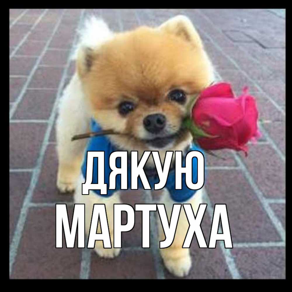 Открытка на каждый день з підписом, Мартуха Дякую спасибо и дарю тебе цветок Прикольна листівка з побажанням онлайн скачати безкоштовно 