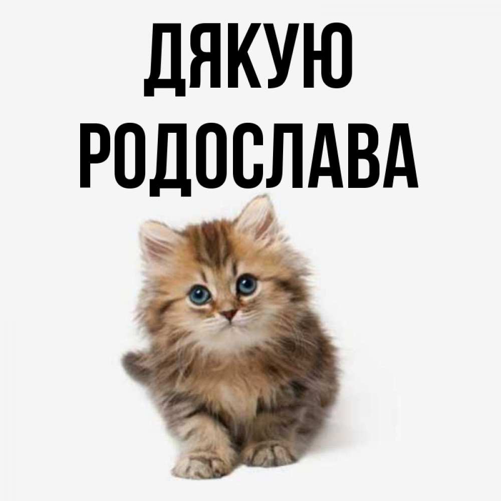 Открытка на каждый день з підписом, Родослава Дякую пушистый котик Прикольна листівка з побажанням онлайн скачати безкоштовно 