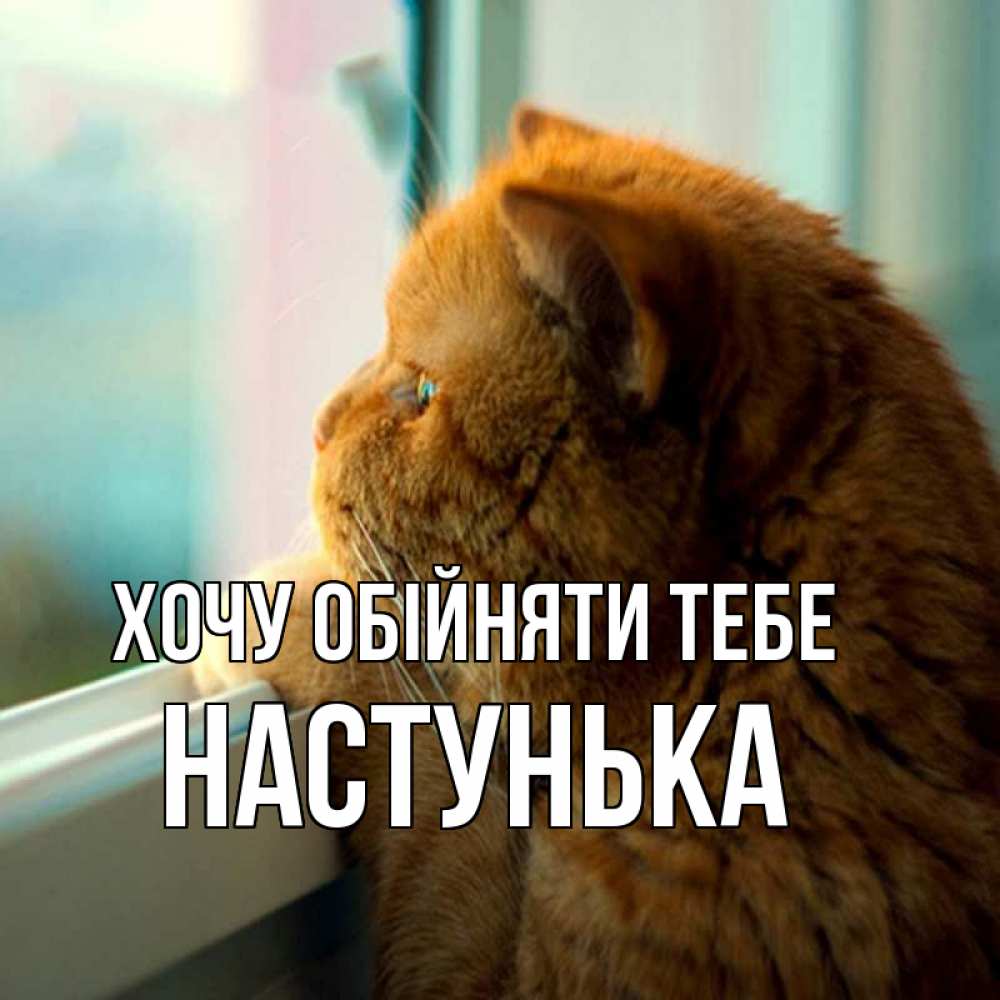 Открытка на каждый день з підписом, Настунька Хочу обійняти тебе большой огромный рыжий котяра Прикольна листівка з побажанням онлайн скачати безкоштовно 