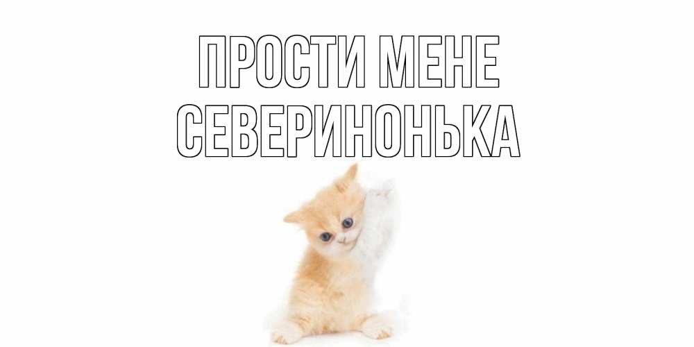 Открытка на каждый день з підписом, Северинонька Прости мене кот Прикольна листівка з побажанням онлайн скачати безкоштовно 