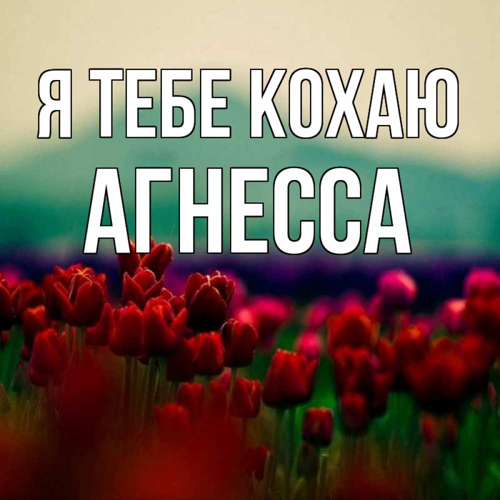 Открытка на каждый день з підписом, Агнесса Я тебе кохаю тюльпаны 4 Прикольна листівка з побажанням онлайн скачати безкоштовно 
