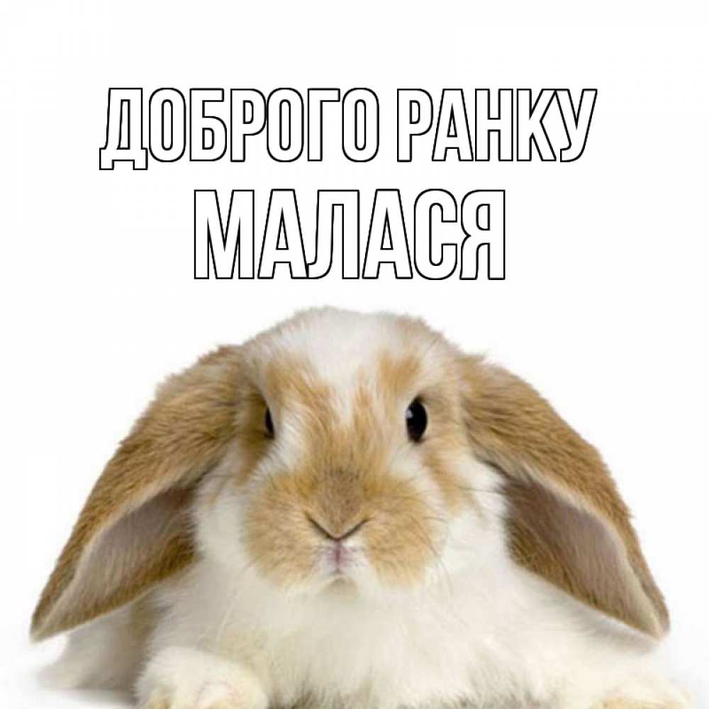 Открытка на каждый день з підписом, Малася Доброго ранку прикольные открытки на каждый день Прикольна листівка з побажанням онлайн скачати безкоштовно 