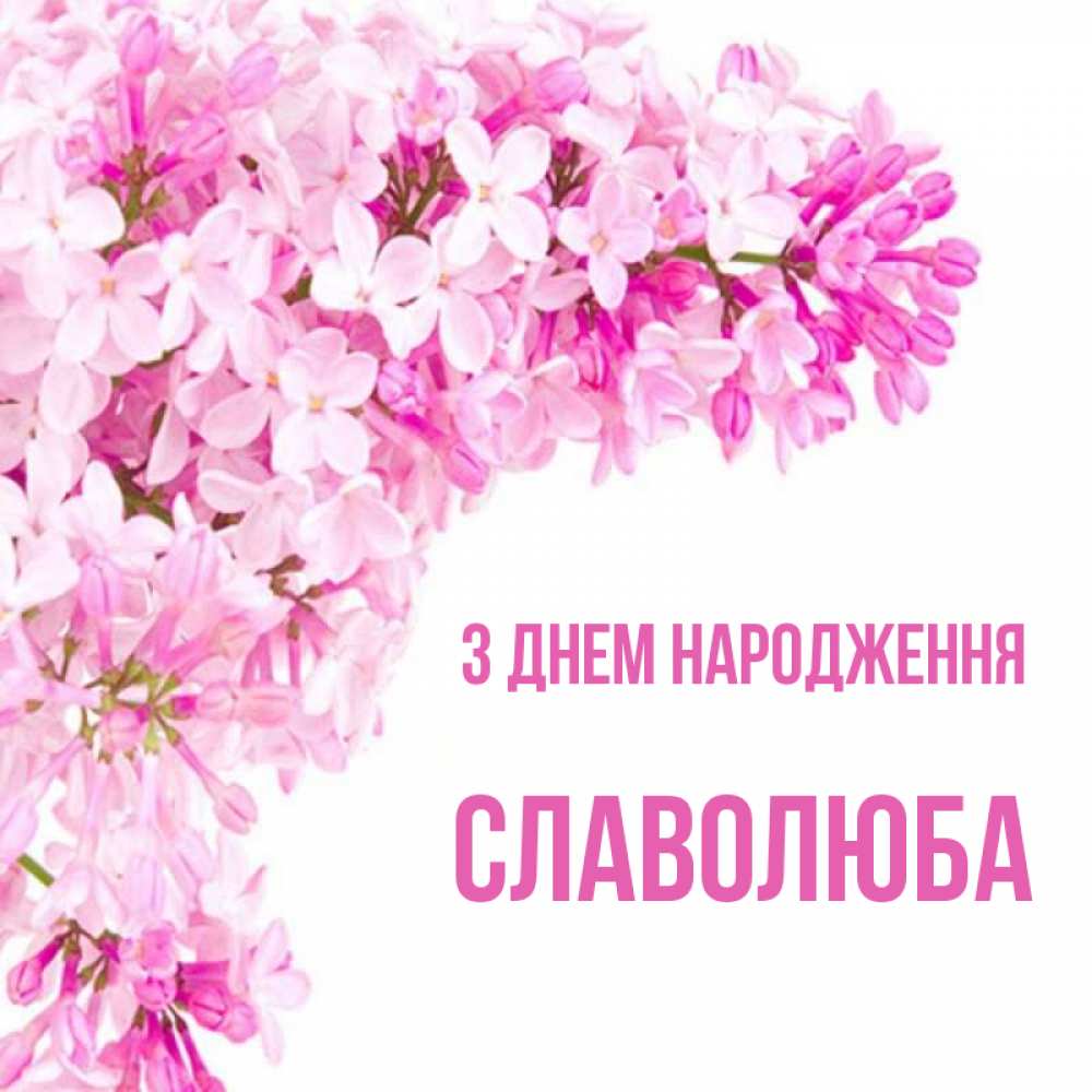 Открытка на каждый день з підписом, Славолюба З Днем народження Сирень на белом фоне Прикольна листівка з побажанням онлайн скачати безкоштовно 