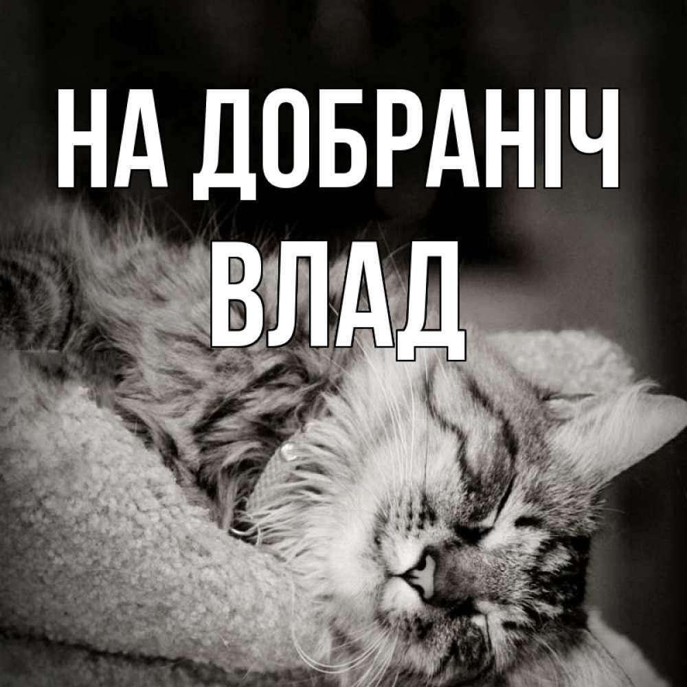 Открытка на каждый день з підписом, Влад На добраніч котярик пушистый Прикольна листівка з побажанням онлайн скачати безкоштовно 