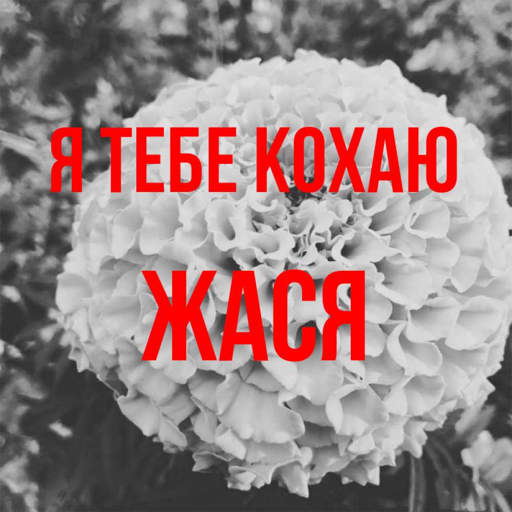 Открытка на каждый день з підписом, Жася Я тебе кохаю подпись Прикольна листівка з побажанням онлайн скачати безкоштовно 