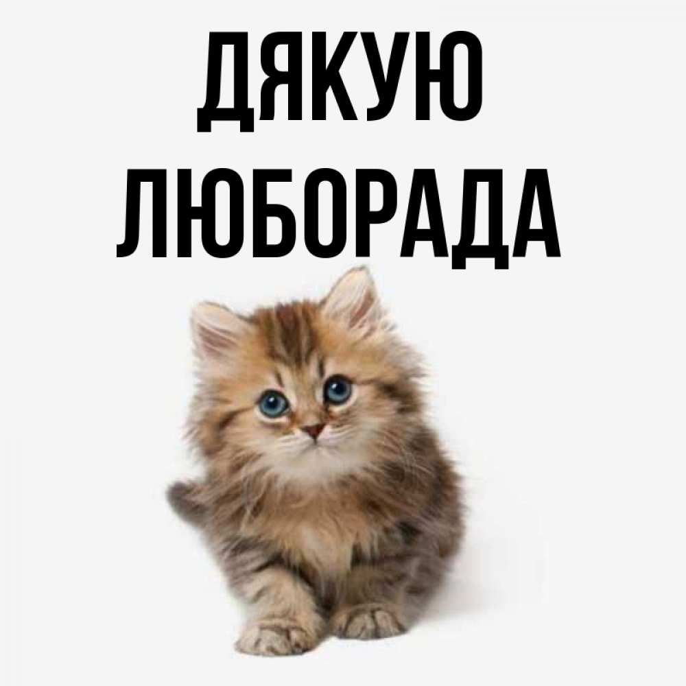 Открытка на каждый день з підписом, Люборада Дякую пушистый котик Прикольна листівка з побажанням онлайн скачати безкоштовно 