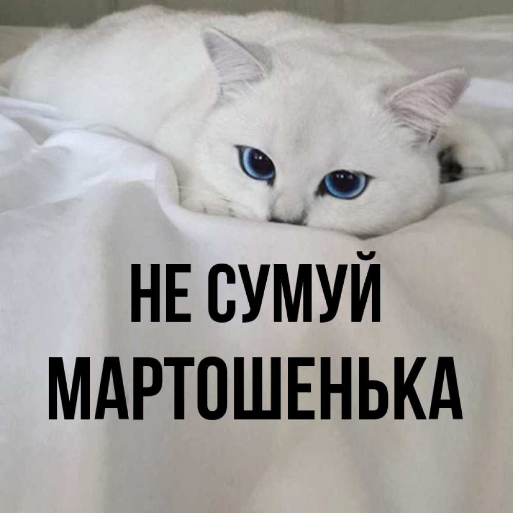 Открытка на каждый день з підписом, Мартошенька Не сумуй Голубоглазая кошка Прикольна листівка з побажанням онлайн скачати безкоштовно 