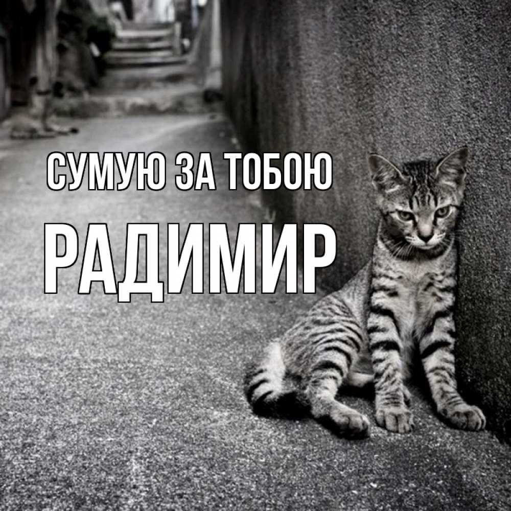 Открытка на каждый день з підписом, Радимир Сумую за тобою одиноко котику Прикольна листівка з побажанням онлайн скачати безкоштовно 