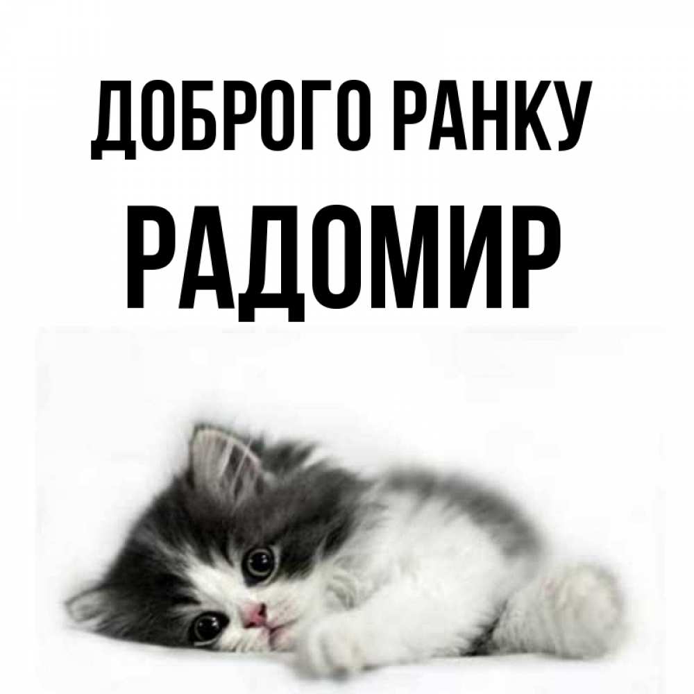 Открытка на каждый день з підписом, Радомир Доброго ранку кот лапки Прикольна листівка з побажанням онлайн скачати безкоштовно 