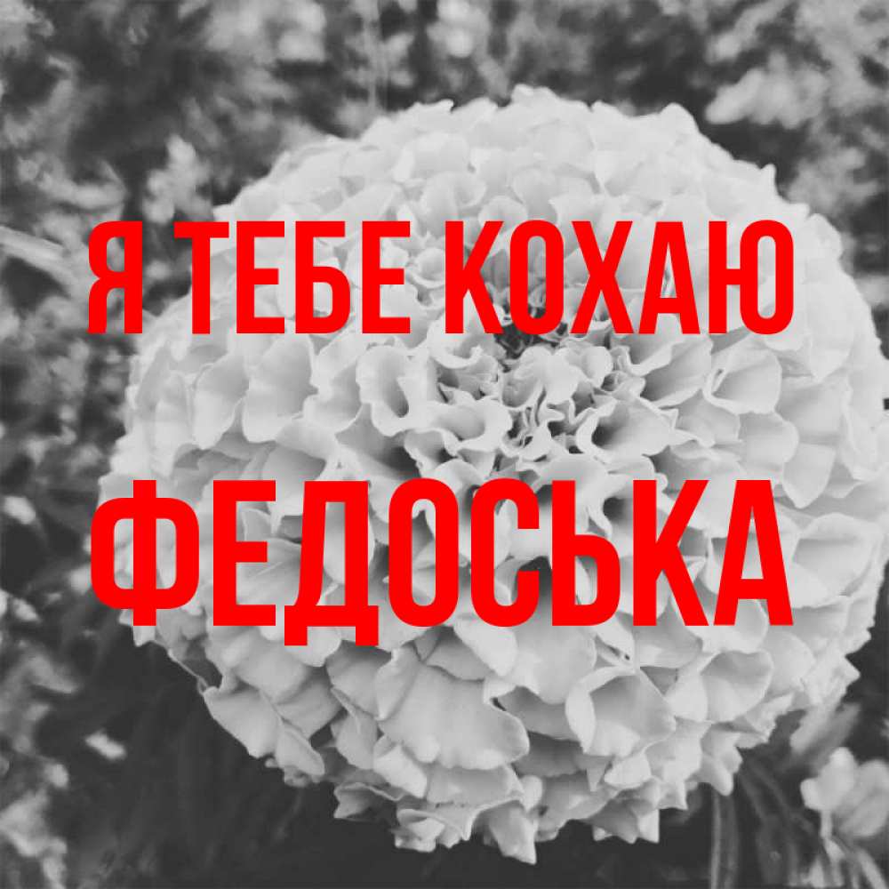 Открытка на каждый день з підписом, Федоська Я тебе кохаю подпись Прикольна листівка з побажанням онлайн скачати безкоштовно 