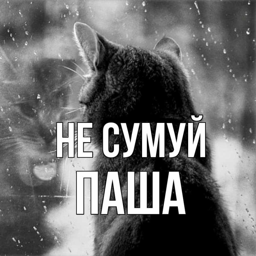 Открытка на каждый день з підписом, Паша Не сумуй отражение кота 1 Прикольна листівка з побажанням онлайн скачати безкоштовно 