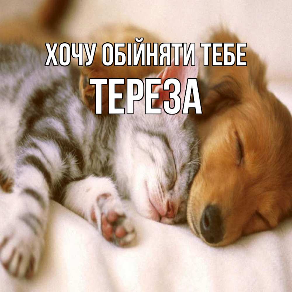Открытка на каждый день з підписом, Тереза Хочу обійняти тебе пес и котенок Прикольна листівка з побажанням онлайн скачати безкоштовно 