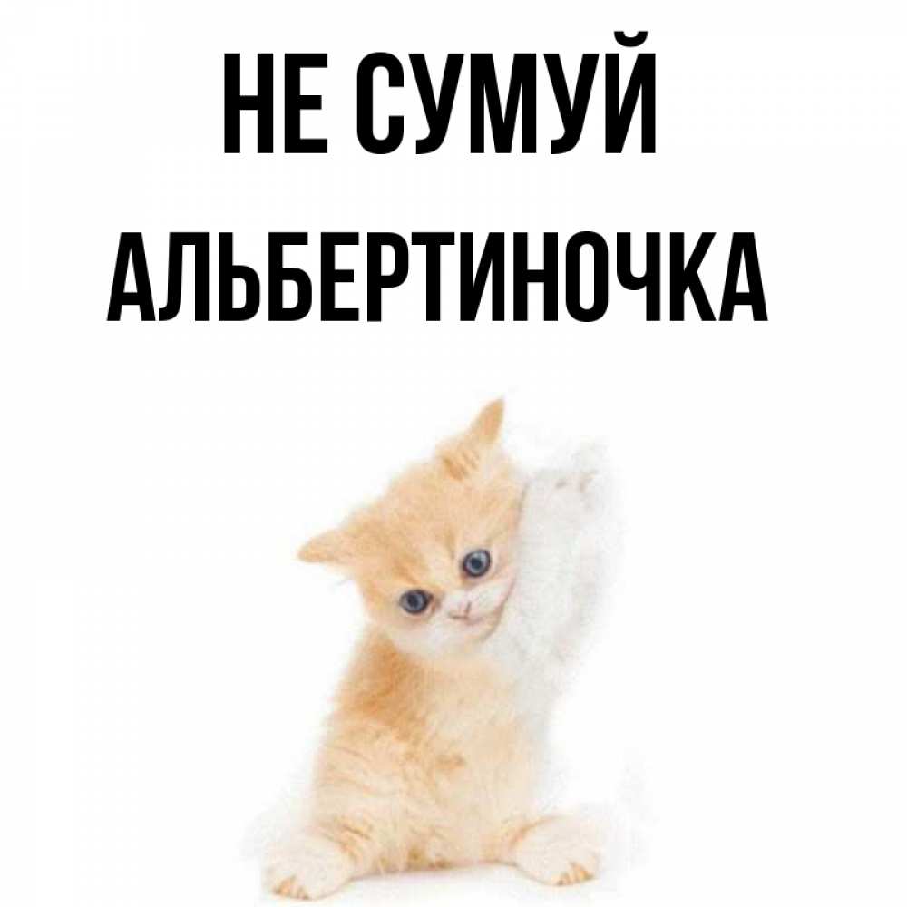 Открытка на каждый день з підписом, Альбертиночка Не сумуй просящий кот Прикольна листівка з побажанням онлайн скачати безкоштовно 