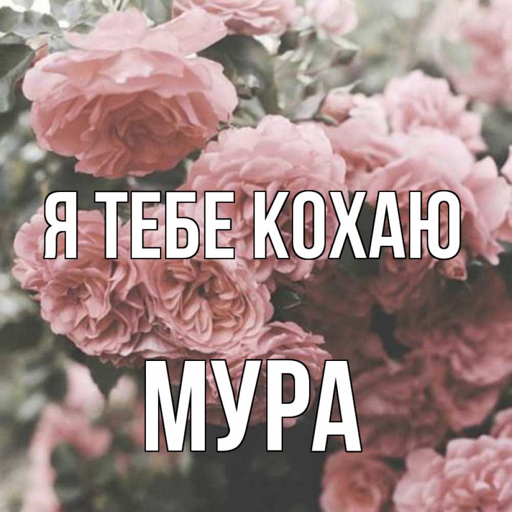 Открытка на каждый день з підписом, Мура Я тебе кохаю розы 3 Прикольна листівка з побажанням онлайн скачати безкоштовно 